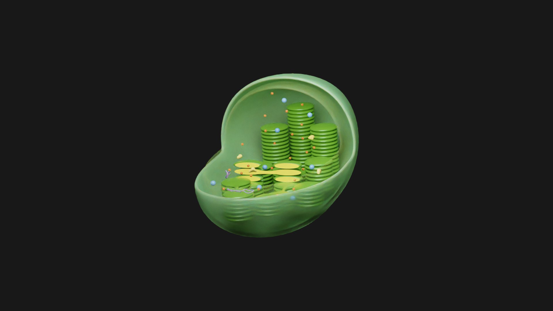 Chloroplast Cross Section Anatomy 3D Model TurboSquid 2029562