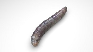Pinworm Enterobius Vermicularis