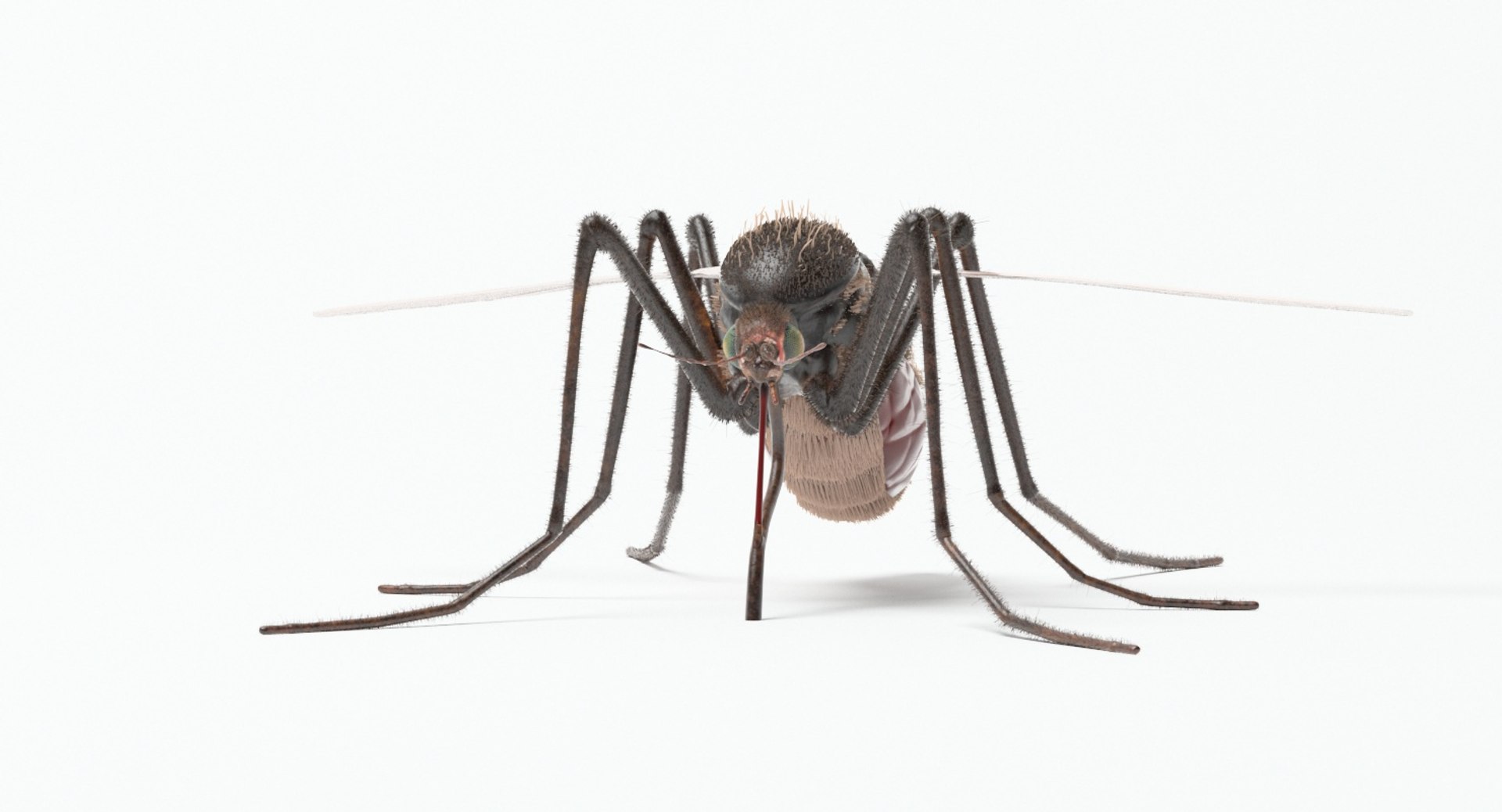Mosquito Animal Insect 3D Model - TurboSquid 1338618