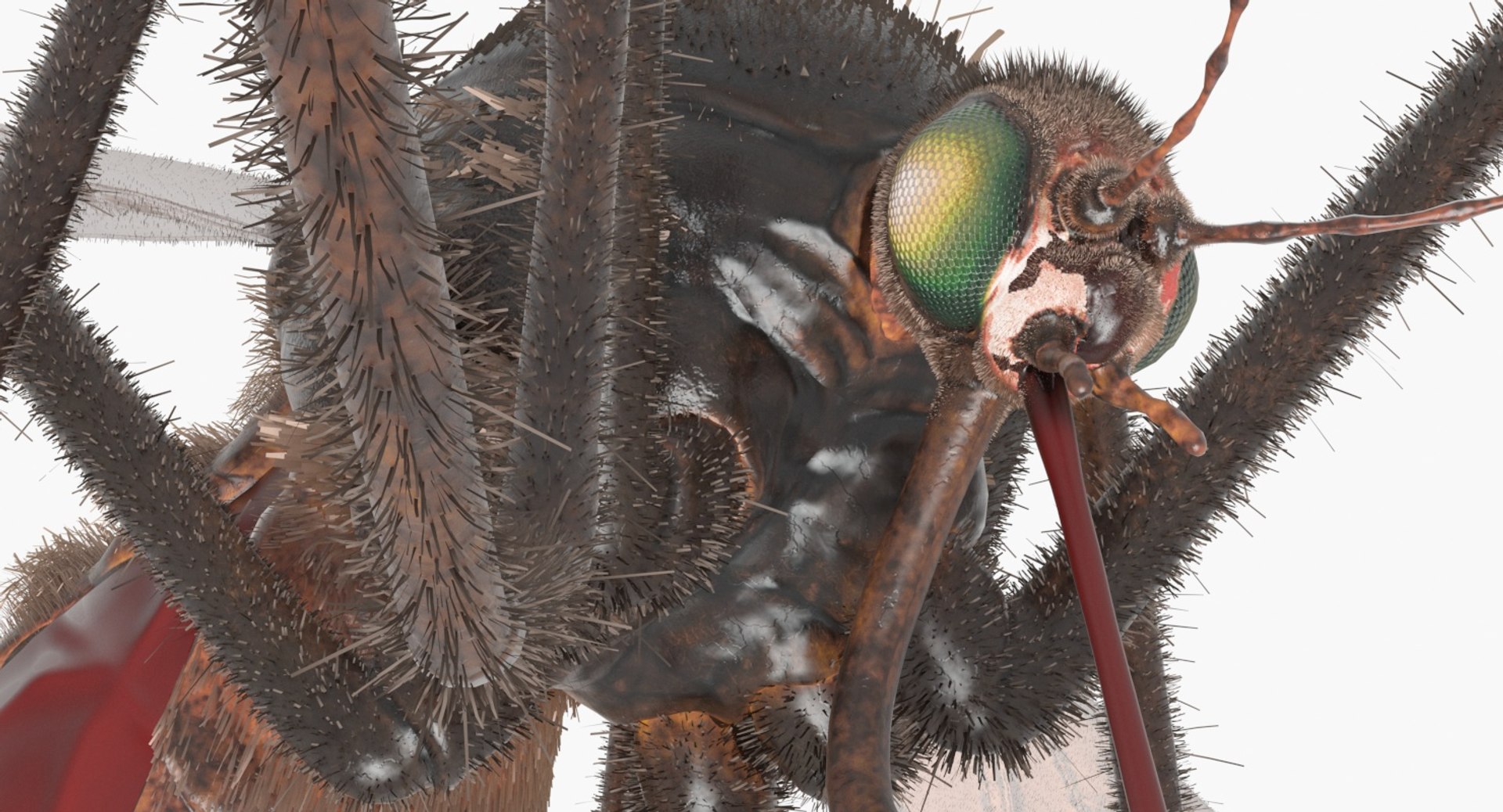 Mosquito Animal Insect 3D Model - TurboSquid 1338618