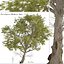 Eucalyptus Radiata Tree Forth River Peppermint 1 Tree