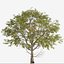 Eucalyptus Radiata Tree Forth River Peppermint 1 Tree