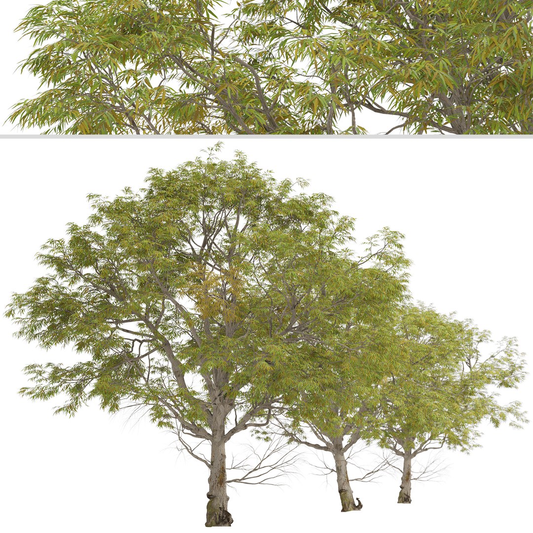 3D Eucalyptus Radiata Tree Forth River Peppermint 1 Tree model https://p.turbosquid.com/ts-thumb/cG/p738v5/ON/eucalyptusradiata3/jpg/1669646200/1920x1080/fit_q87/c78c056f2ec202ce2ea17b15e115d3f6d853d015/eucalyptusradiata3.jpg