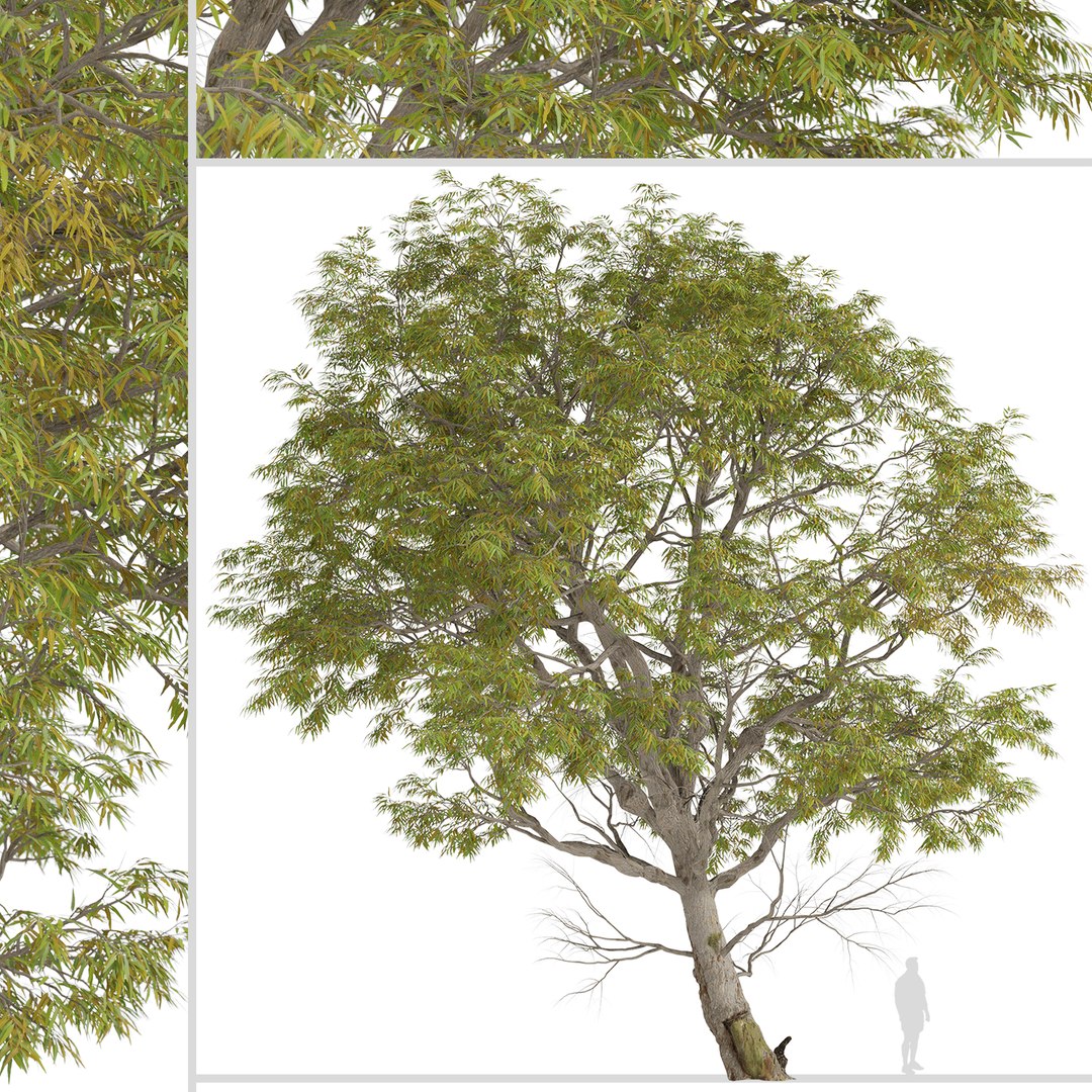 3D Eucalyptus Radiata Tree Forth River Peppermint 1 Tree model https://p.turbosquid.com/ts-thumb/cG/p738v5/fb/eucalyptusradiata1/jpg/1669646209/1920x1080/fit_q87/9dff0f00667a9a7ff941121d3acb51c5d444a515/eucalyptusradiata1.jpg