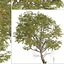 Eucalyptus Radiata Tree Forth River Peppermint 1 Tree