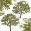 Eucalyptus Radiata Tree Forth River Peppermint 1 Tree