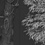 Eucalyptus Radiata Tree Forth River Peppermint 1 Tree