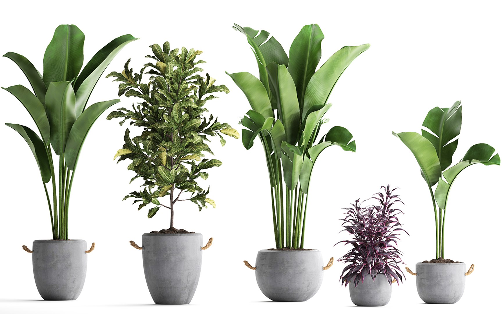 3D Model Houseplants Exotic Plants - TurboSquid 1500153