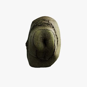 Anydrafts Cinnamomum japonicum Burl 04