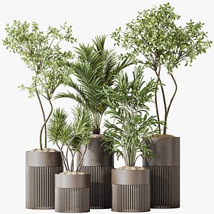 AV Indoor plants set 129 Beech Olea Europaea Olive and Lutescens Areca Palm and Paradise Kentia Ever 3D