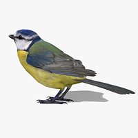 BlueTit
