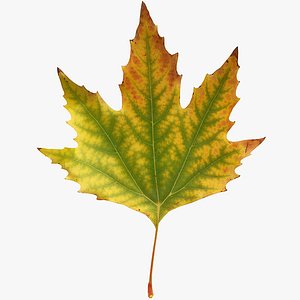 Autumn maple leaf v4