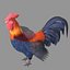 Rooster Real Rigged
