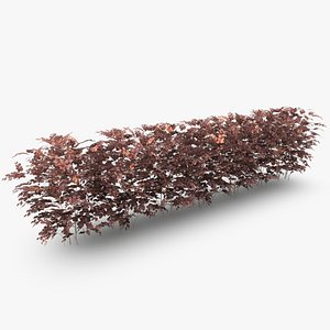 casual copper beech hedge 3ds