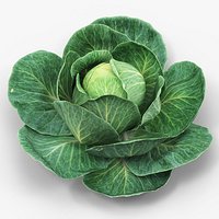 Leafy Cabbage Head Green