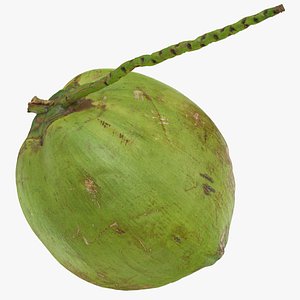 Green Coconut with Stem 01