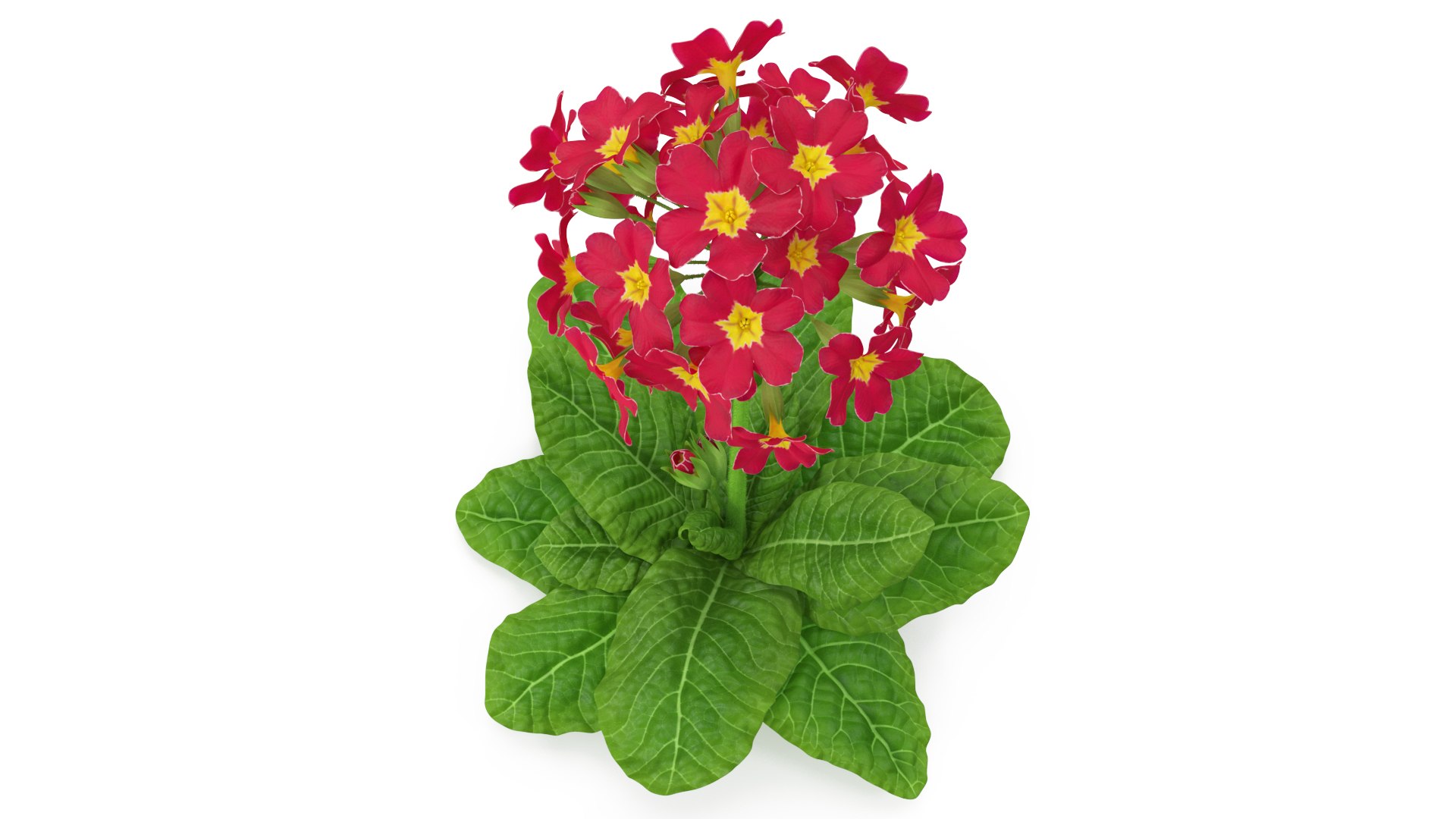 Primula Vulgaris Red Fur 3D model preview