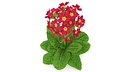 Primula Vulgaris Red Fur