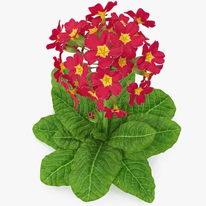 Primula Vulgaris Red Fur