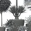 plant 24 Lechuza CLASSICO