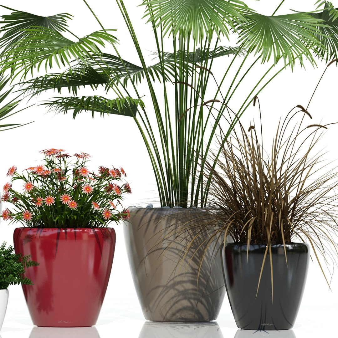 plants lechuza classico 3d model https://p.turbosquid.com/ts-thumb/cH/tDwDbN/a4PlHbuh/plant_21_classico_05/jpg/1478545598/1920x1080/fit_q87/221c069caae295ad6cc923db85d31530063acaf7/plant_21_classico_05.jpg