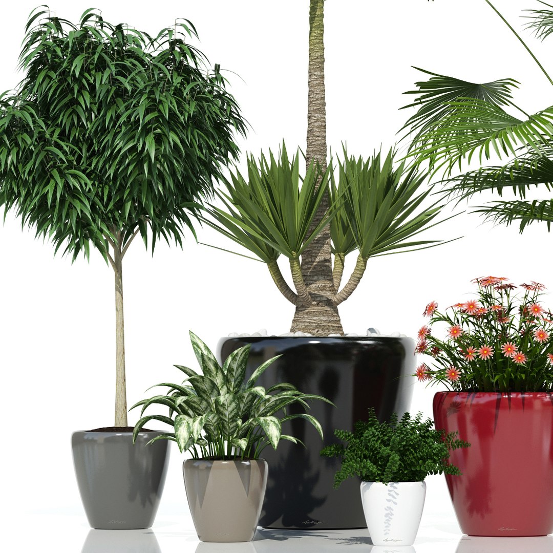 plants lechuza classico 3d model https://p.turbosquid.com/ts-thumb/cH/tDwDbN/a7Ey27V5/plant_21_classico_04/jpg/1478545592/1920x1080/fit_q87/be9ffe2baec62134e0e6714f4f3e620a576ce065/plant_21_classico_04.jpg