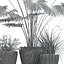 plant 24 Lechuza CLASSICO