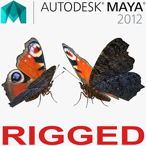 3D european peacock butterfly rigged model