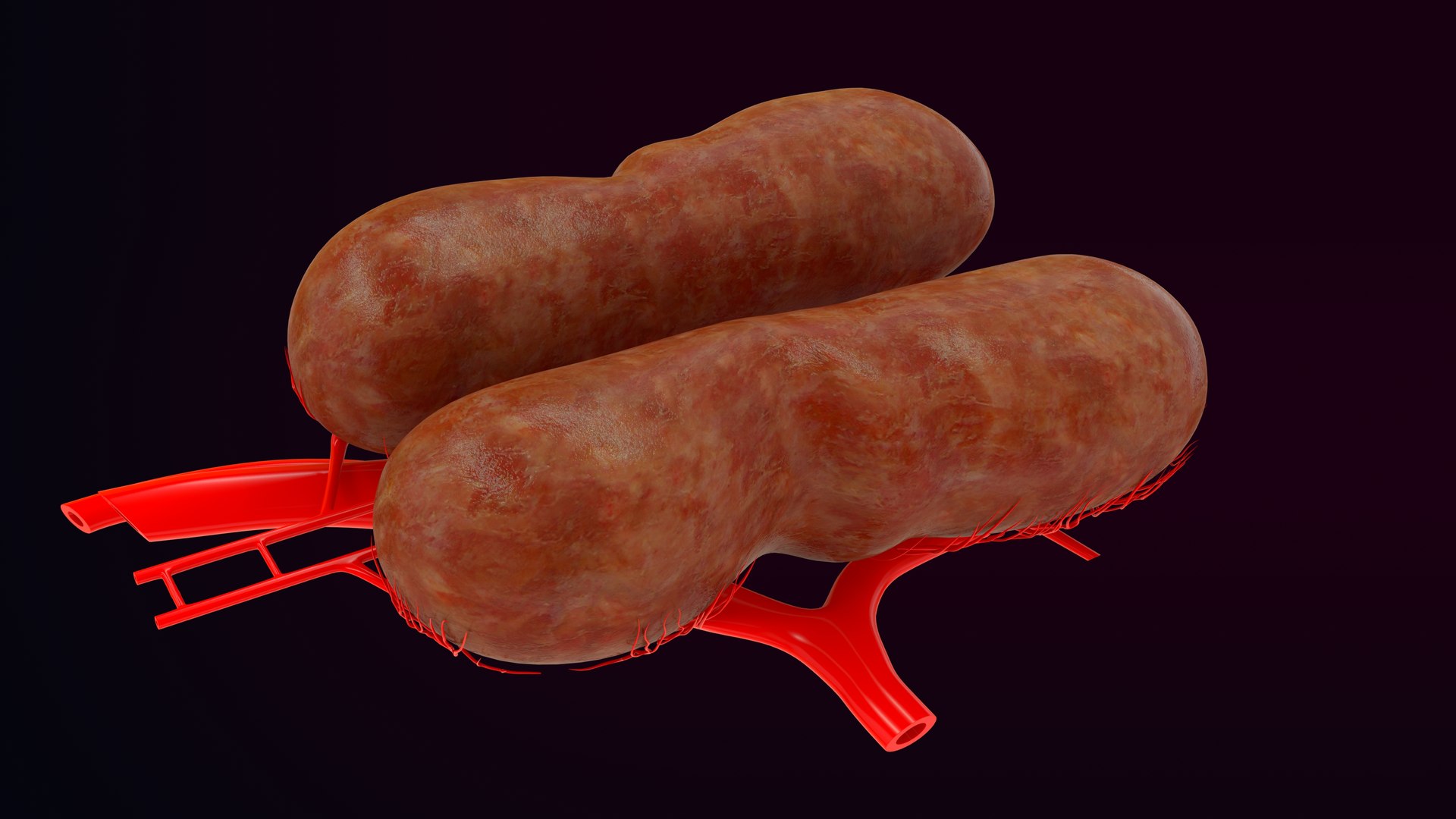 3D birds venous renal portal system model https://p.turbosquid.com/ts-thumb/cH/zajURt/Ci/z0039_renal_portal_system_in_bird_0006/jpg/1707286081/1920x1080/fit_q87/ab0650c54c6852493ff93411c3db91443410a0ec/z0039_renal_portal_system_in_bird_0006.jpg