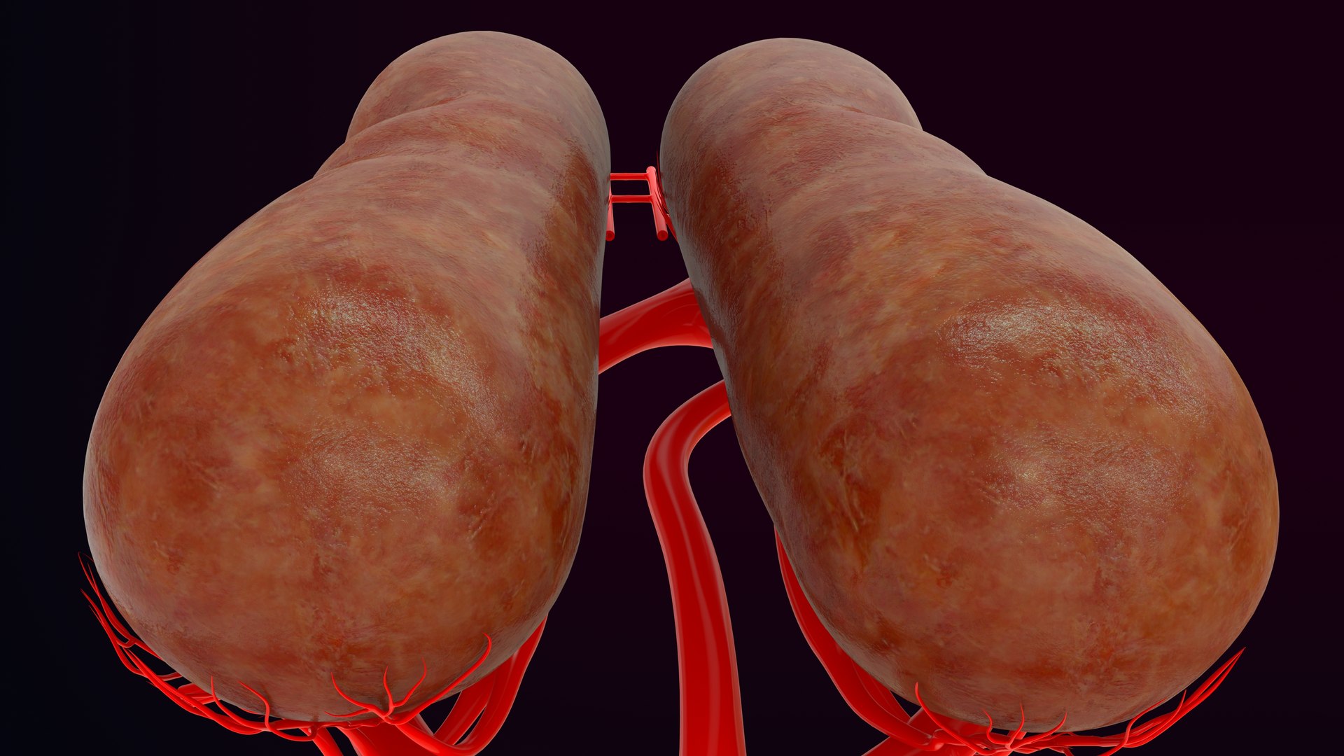 3D birds venous renal portal system model https://p.turbosquid.com/ts-thumb/cH/zajURt/UC/z0039_renal_portal_system_in_bird_0008/jpg/1707286090/1920x1080/fit_q87/0170e085a22d38322e66be749f3bcb9f50e684e4/z0039_renal_portal_system_in_bird_0008.jpg
