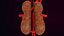 birds venous renal portal system