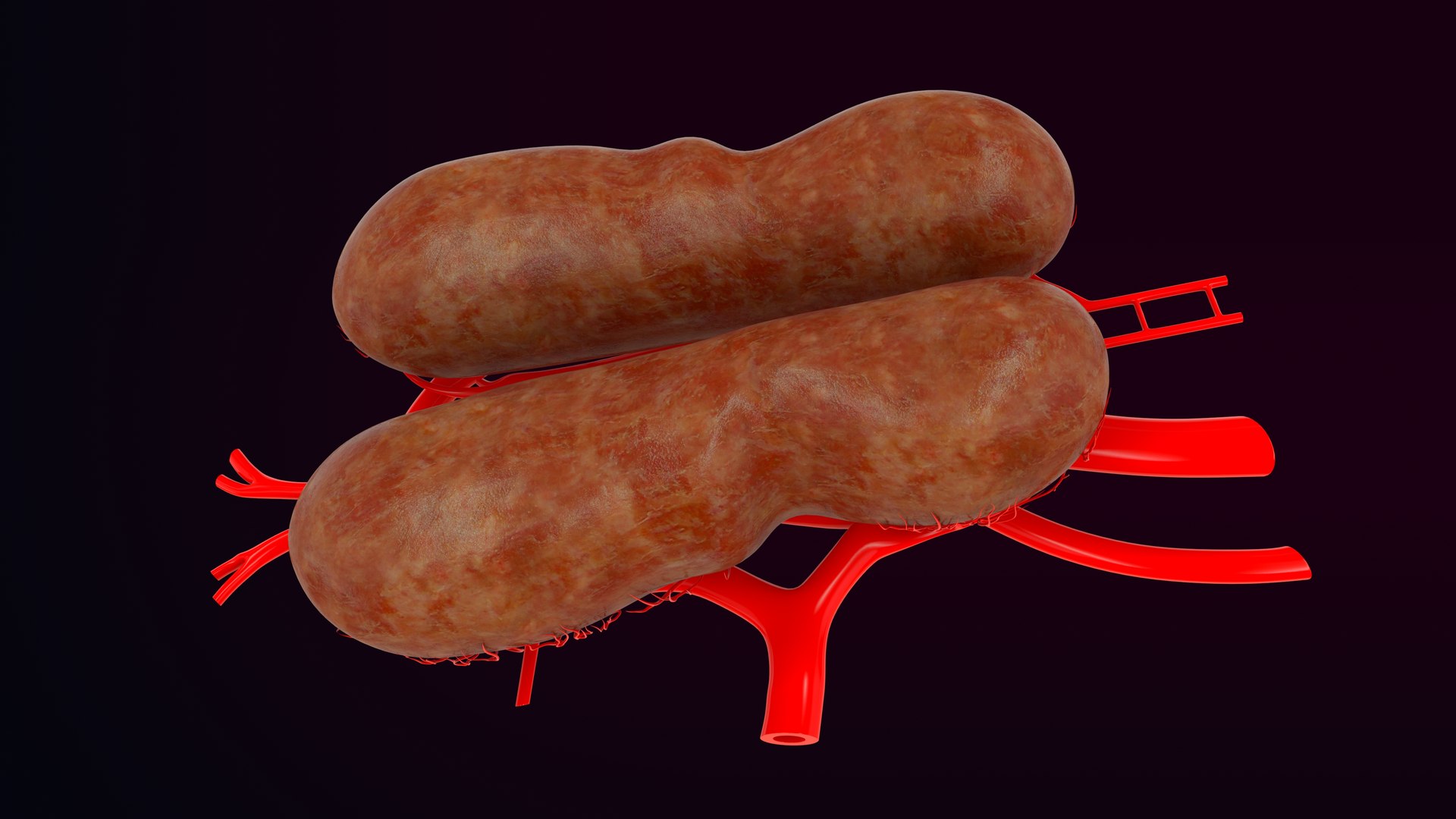 3D birds venous renal portal system model https://p.turbosquid.com/ts-thumb/cH/zajURt/qk/z0039_renal_portal_system_in_bird_0005/jpg/1707286075/1920x1080/fit_q87/5e48717679622b133b42bc235001fd55a84b999d/z0039_renal_portal_system_in_bird_0005.jpg