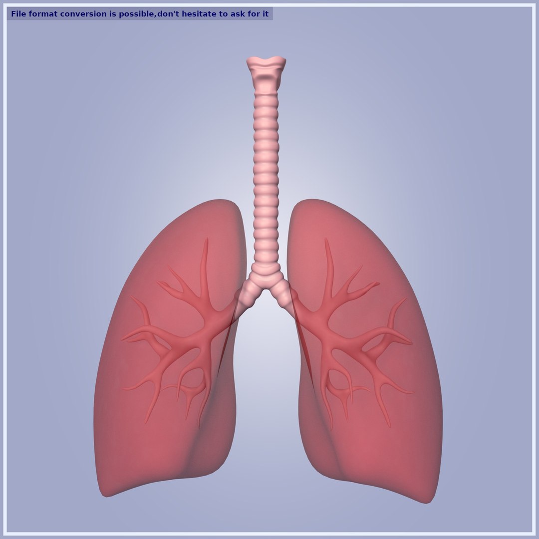 3D Respiratory System With Bronchi - TurboSquid 1909708