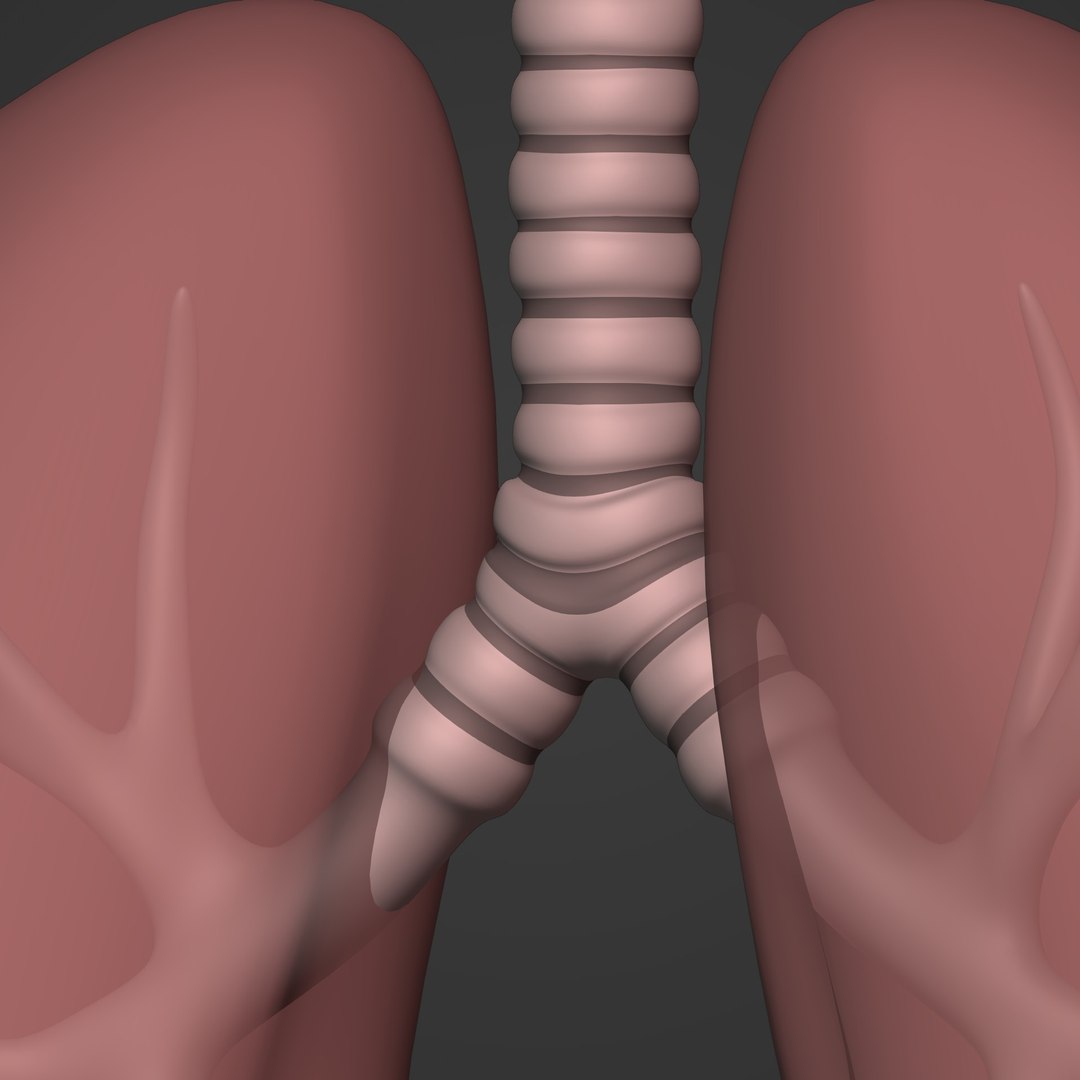 3D Respiratory System With Bronchi - TurboSquid 1909708