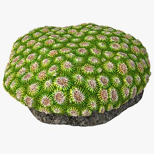 3D favia coral model