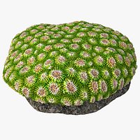 coral favia