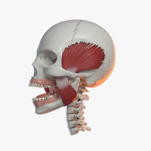Orthodontic Skull V-Ray