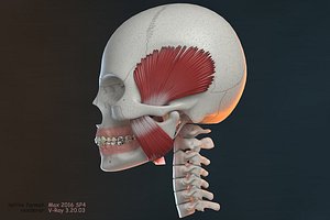 ortho skull v-ray orthodontics model
