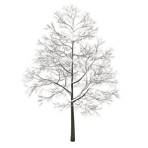 winter acer platanoides