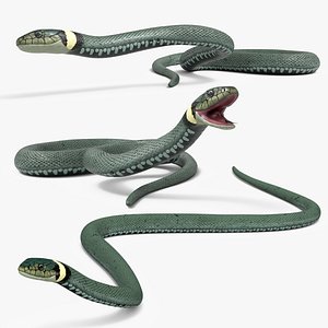 Grass Snake Set Animated Rigged For Maya