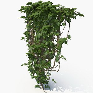 3D realistic ivy wall model