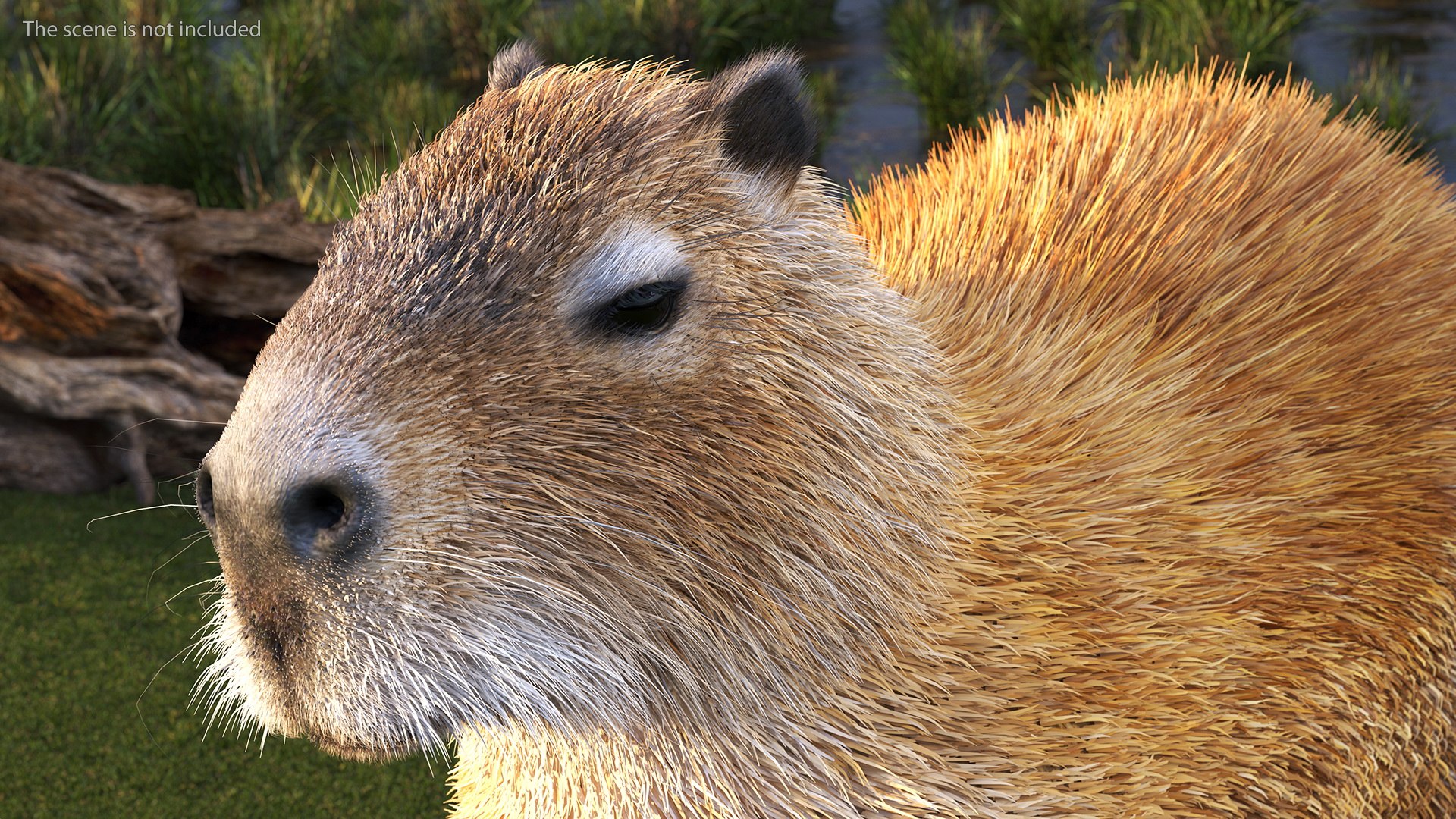 Capybara Fur 3D Model - TurboSquid 1943508