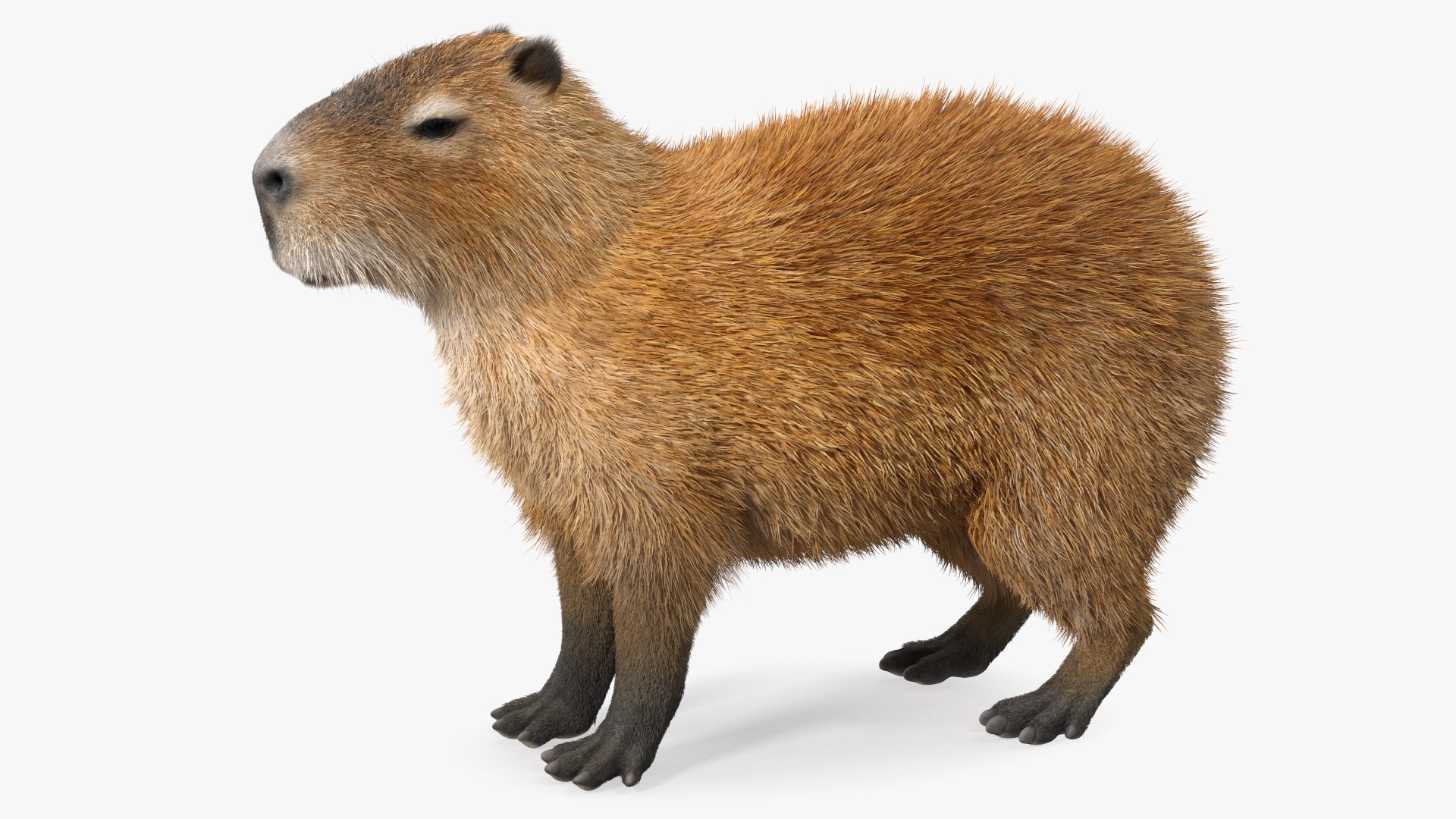 Capybara Fur 3D model - TurboSquid 1943508