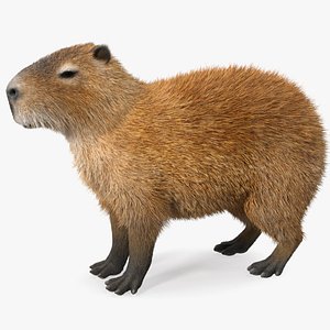 Capybara Fur