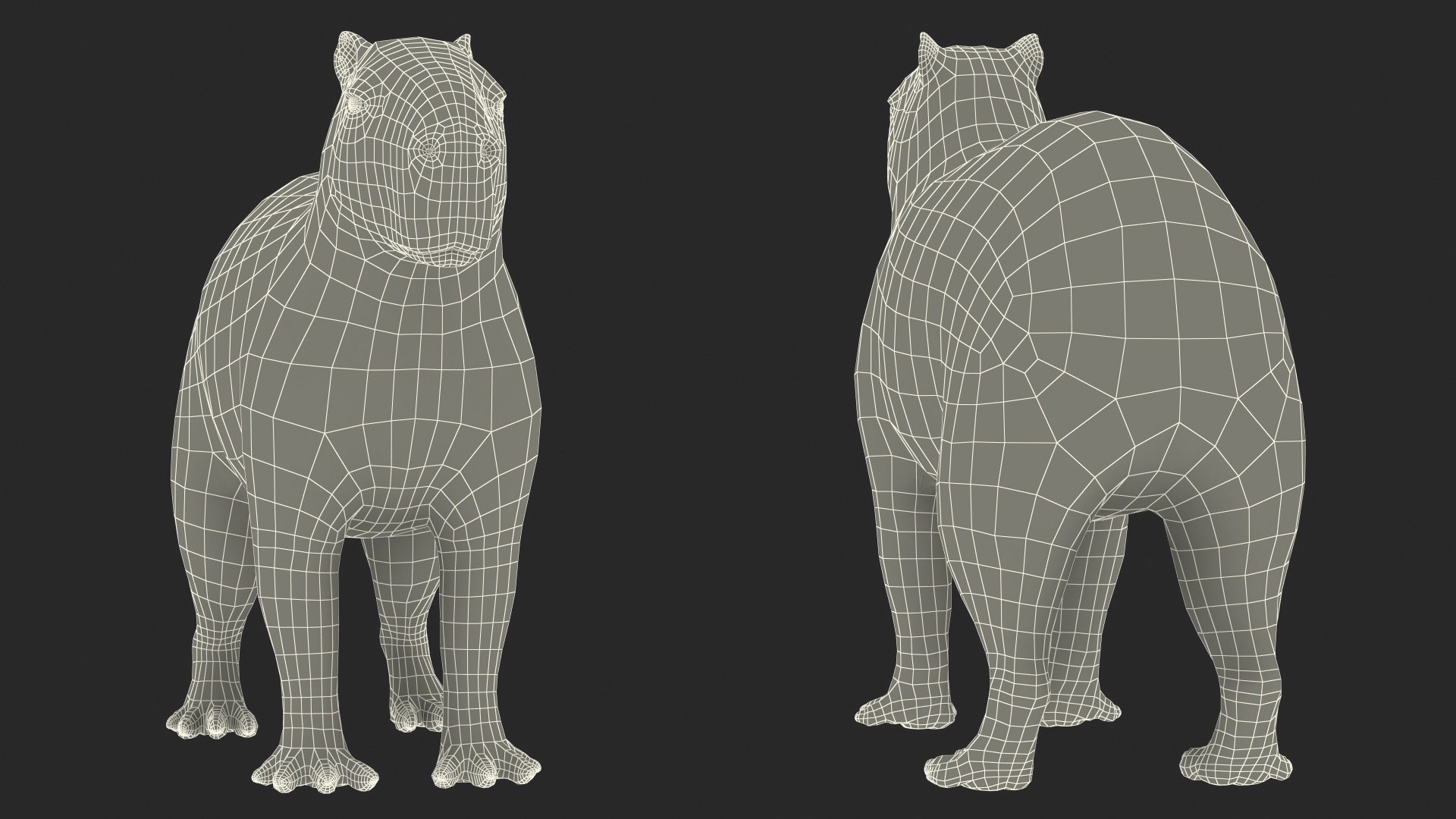 Capybara Fur 3D Model TurboSquid 1943508
