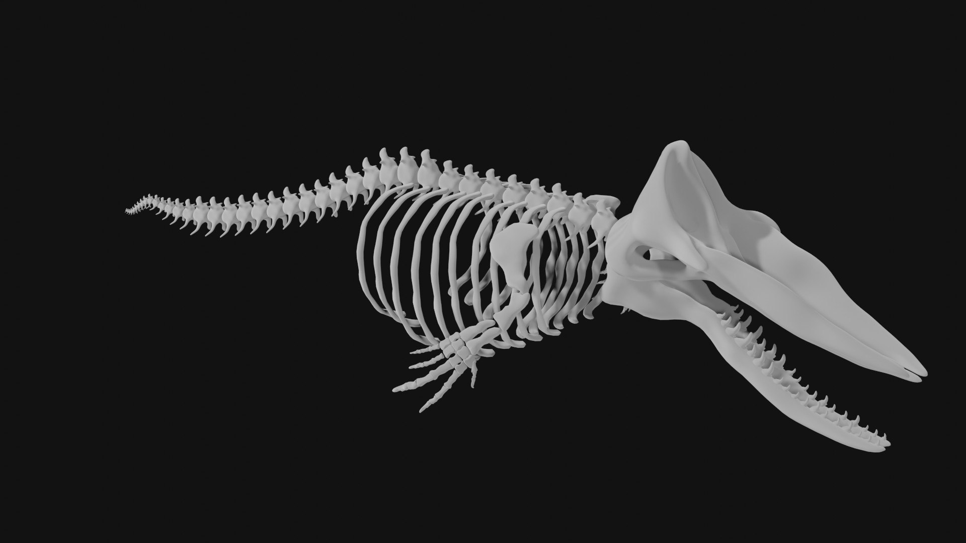 3D Model Sperm Whale Skeleton - TurboSquid 1978150