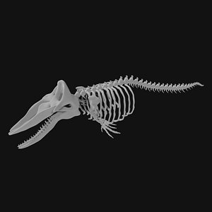 Sperm Whale Skeleton