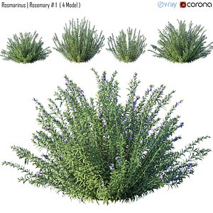 Rosemary 01 3D