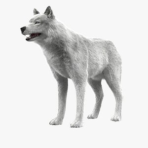 3d model wolf white