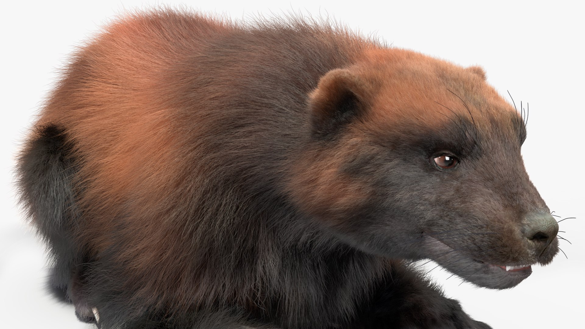 3D Wolverine Dark Color Fur Rigged - TurboSquid 2160468